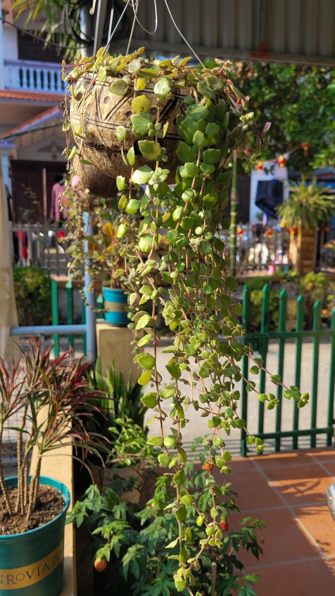 Hotel Tiny Garden House Cat Ba Chan Chau Zewnętrze zdjęcie